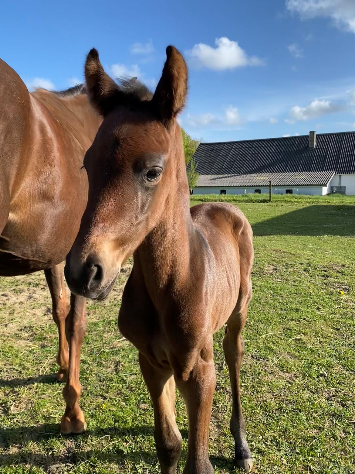 Dansk Varmblod Sølvgårdens Valera - 5. maj 2025 billede 9