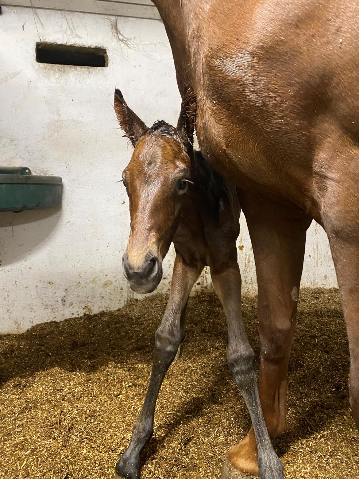 Dansk Varmblod Sølvgårdens Valera - 4. maj 2025 billede 12