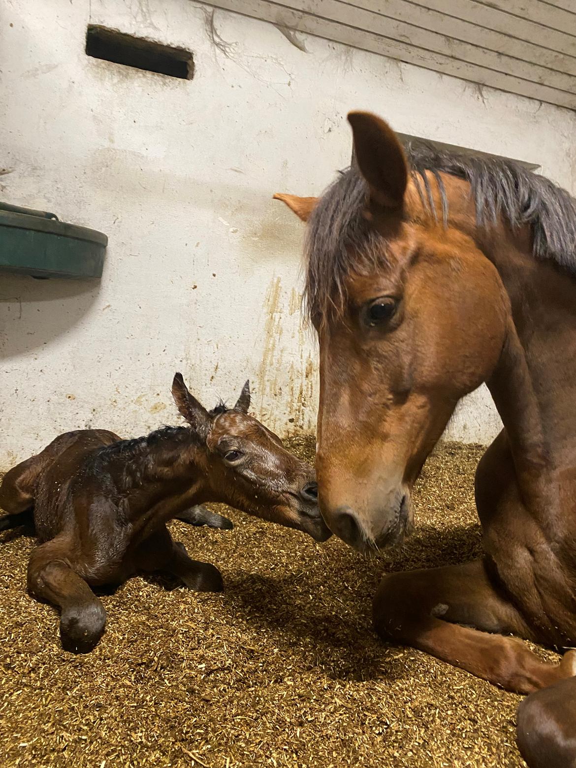 Dansk Varmblod Sølvgårdens Valera - 4. maj 2025 billede 13