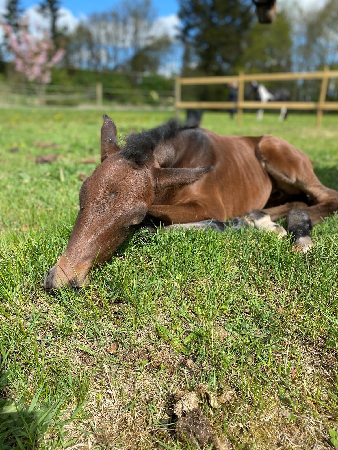 Dansk Varmblod Sølvgårdens Valera - 4. maj 2025 billede 11