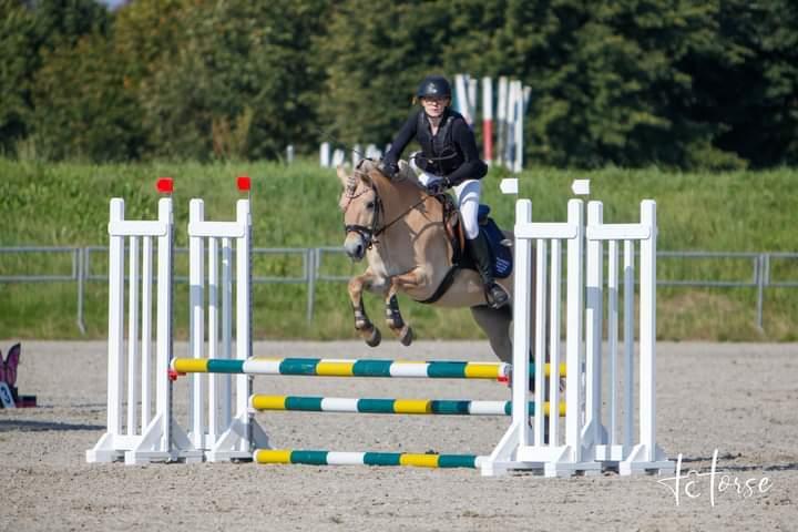 Fjordhest Lille Gilhøjs Alfred - Senior Cup  billede 26