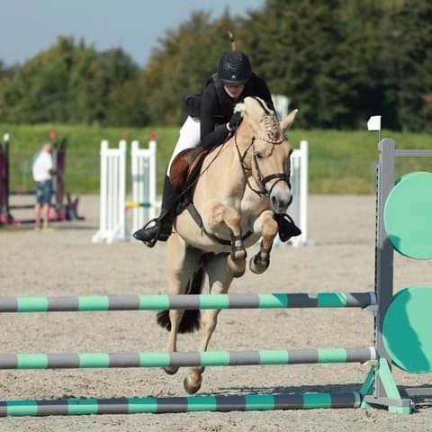 Fjordhest Lille Gilhøjs Alfred - Senior cup  billede 27