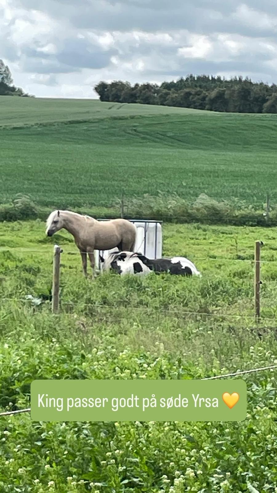 Welsh Mountain (sec A) Sejlstrups Mr. Swing King billede 25