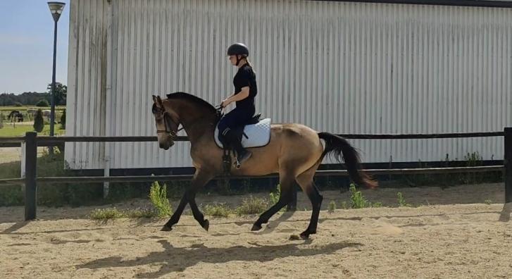 Anden særlig race Højlund's Cassandra (Cassie) billede 8