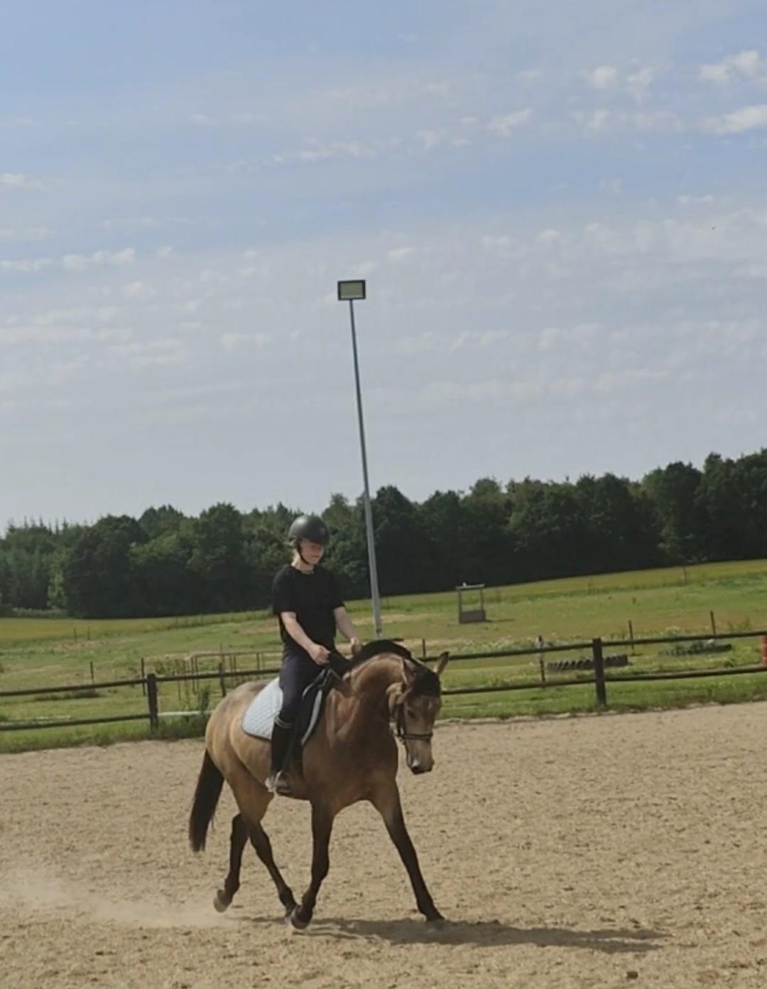 Anden særlig race Højlund's Cassandra (Cassie) billede 10