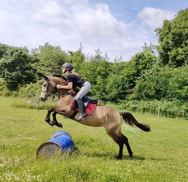 Anden særlig race Højlund's Cassandra (Cassie) billede 9