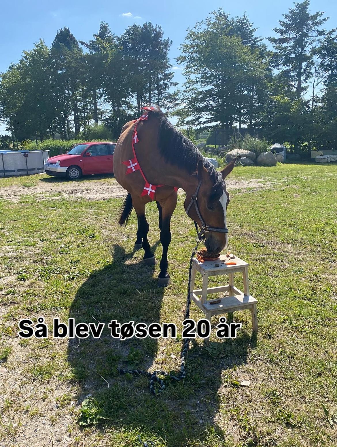 Dansk Varmblod Mew Town Himmelhest  billede 19