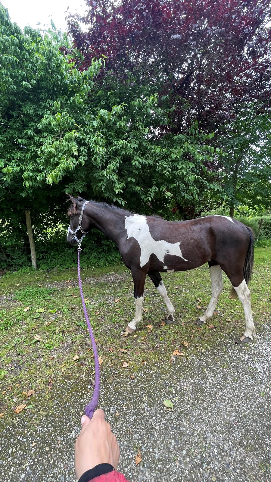 Pinto Hindbærgårdens Ashmore (Divle) billede 32