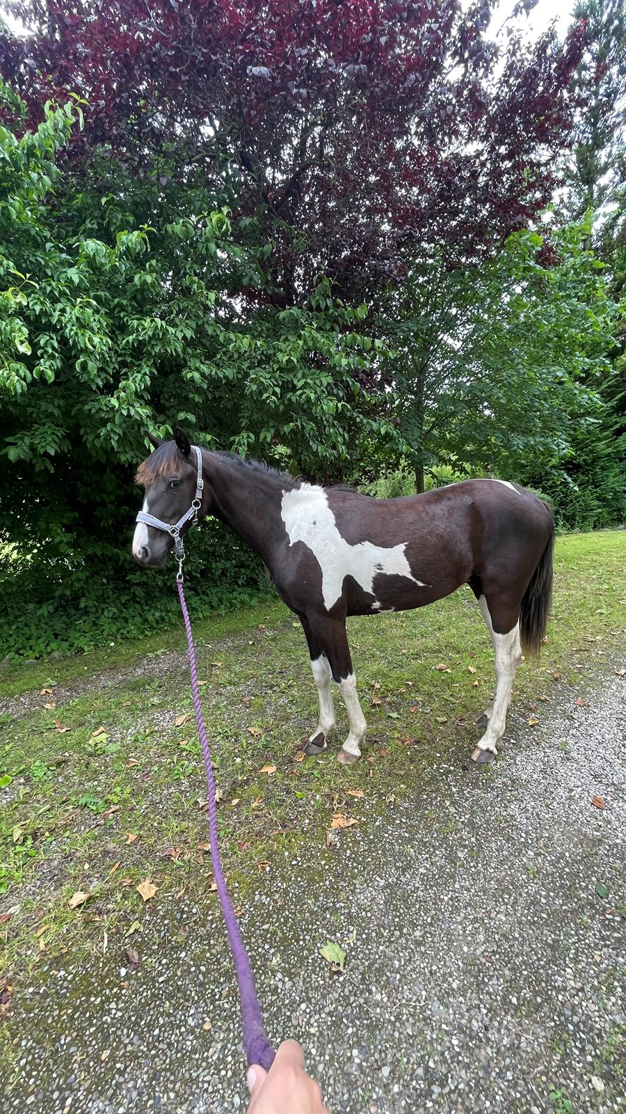 Pinto Hindbærgårdens Ashmore (Divle) billede 33