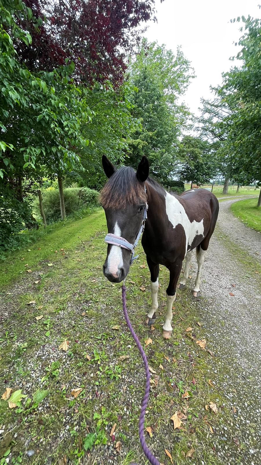 Pinto Hindbærgårdens Ashmore (Divle) billede 34