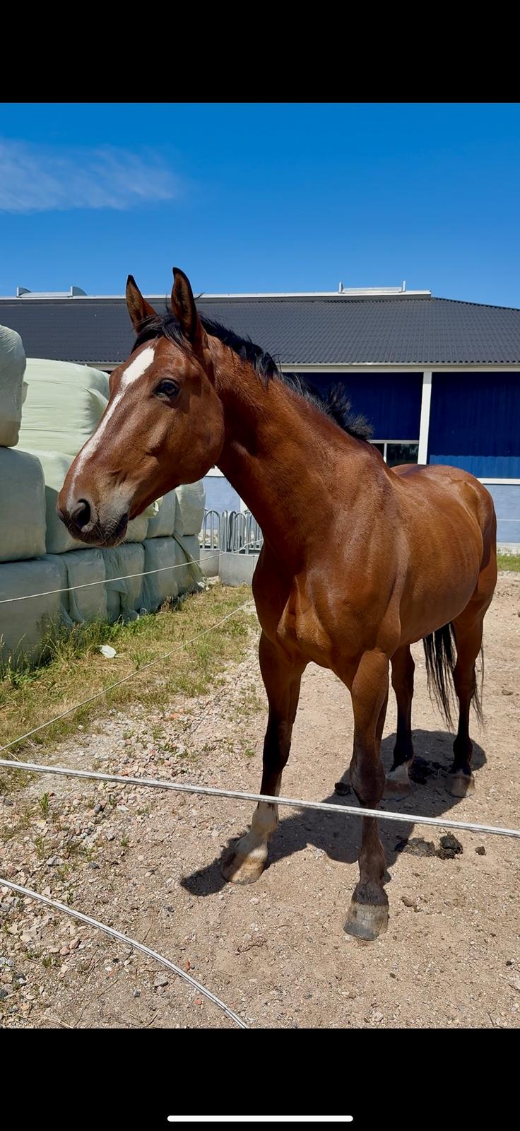 Irsk Sportshest The Red Fellow billede 37