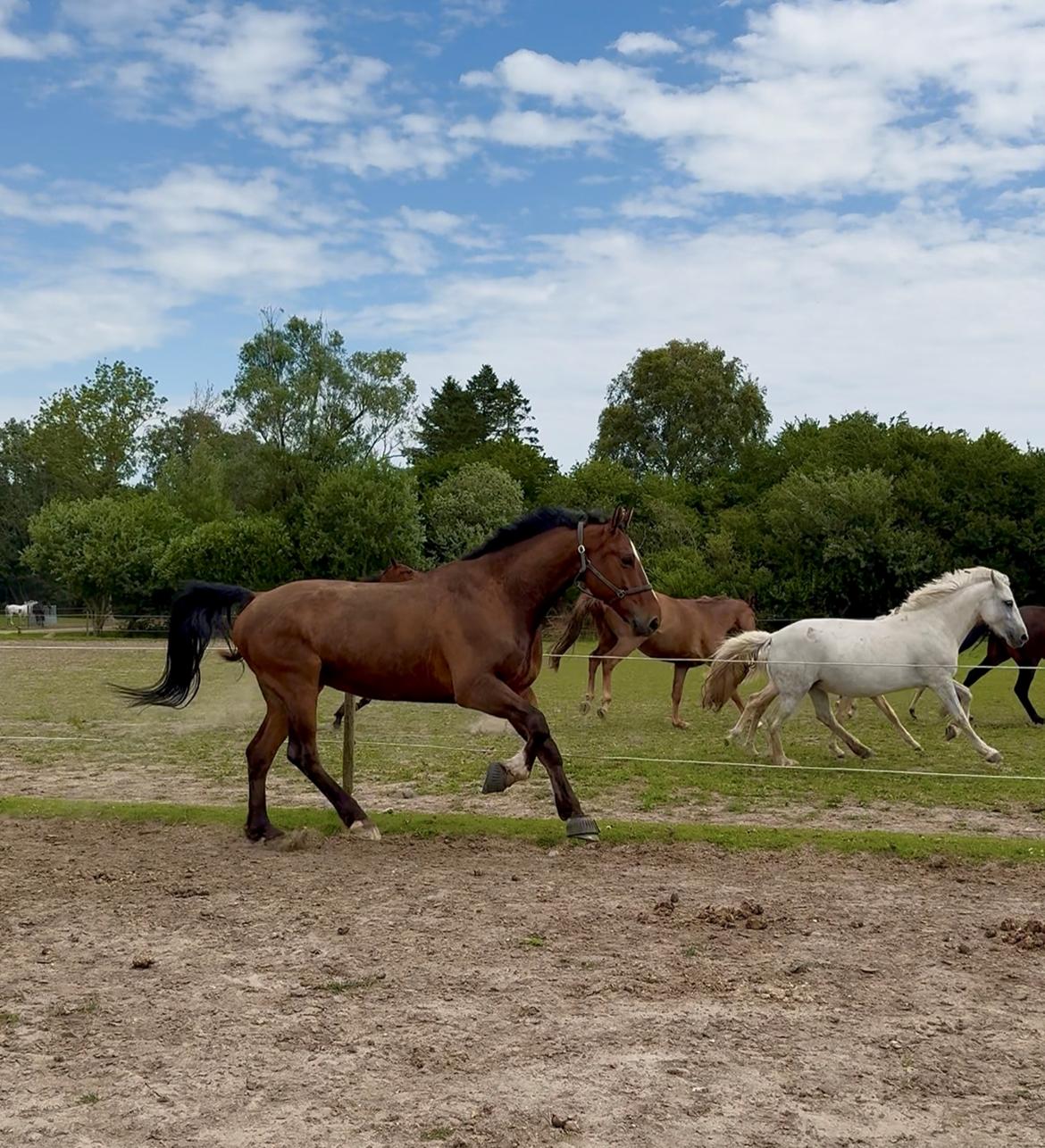 Irsk Sportshest The Red Fellow billede 39