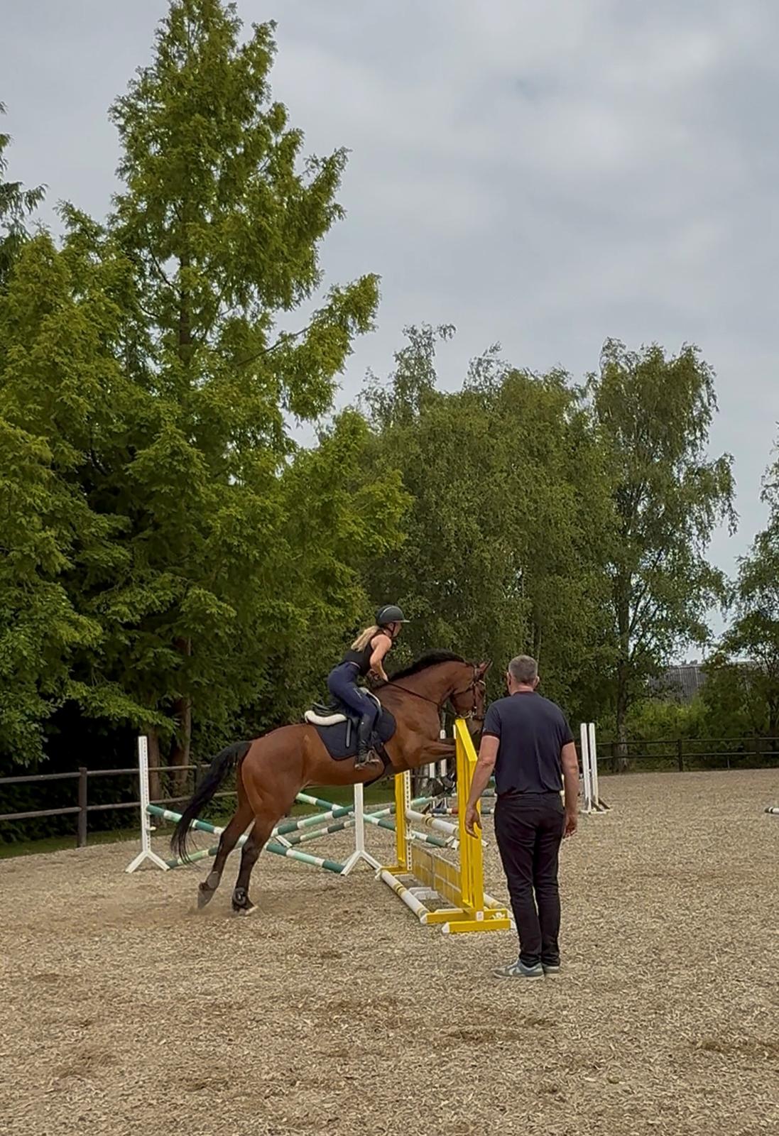 Irsk Sportshest The Red Fellow billede 40