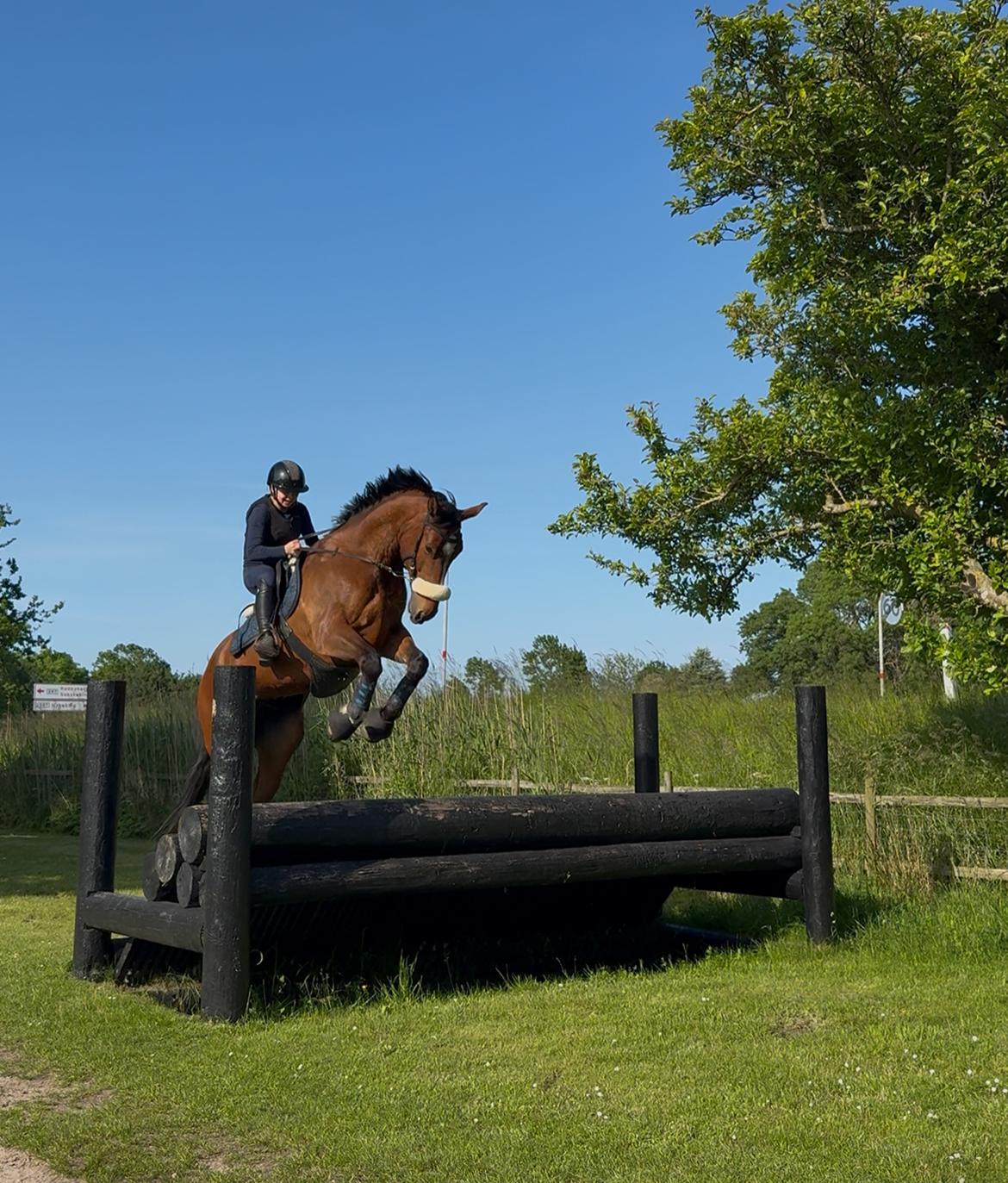 Irsk Sportshest The Red Fellow billede 41