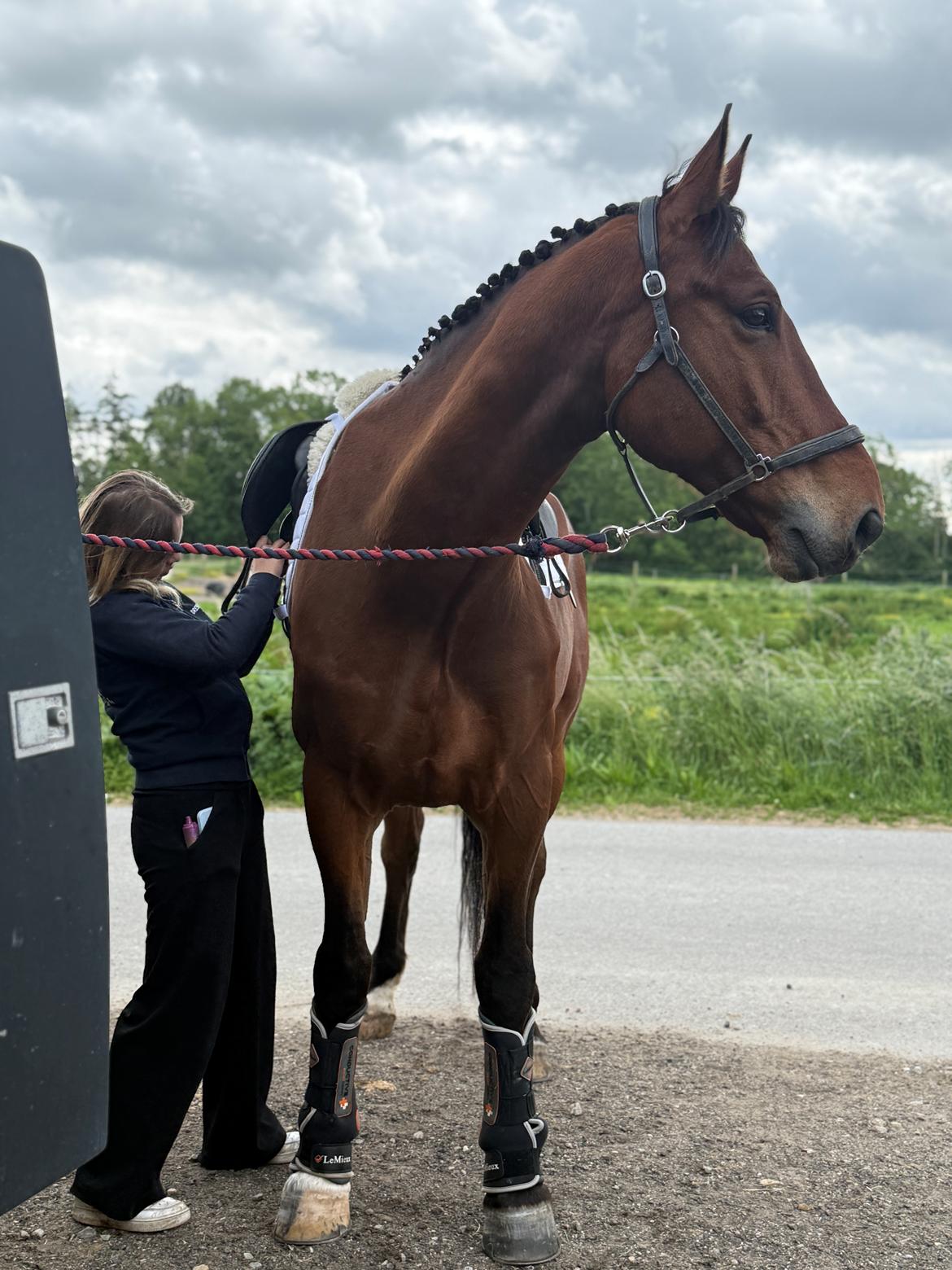 Irsk Sportshest The Red Fellow billede 43