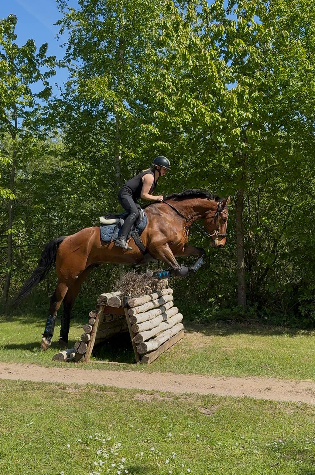 Irsk Sportshest The Red Fellow billede 45