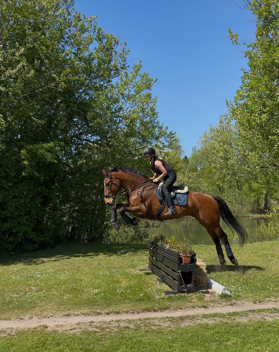 Irsk Sportshest The Red Fellow billede 46