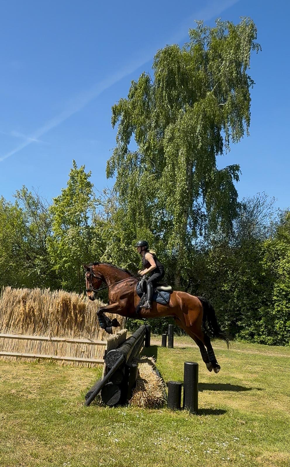 Irsk Sportshest The Red Fellow billede 47