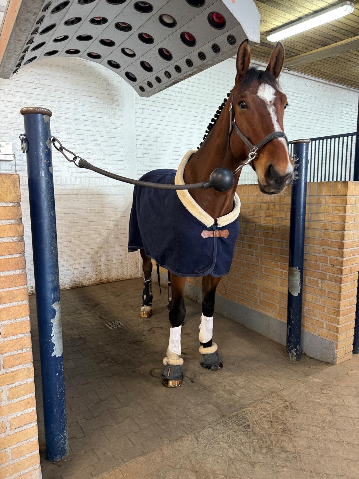 Irsk Sportshest The Red Fellow billede 49