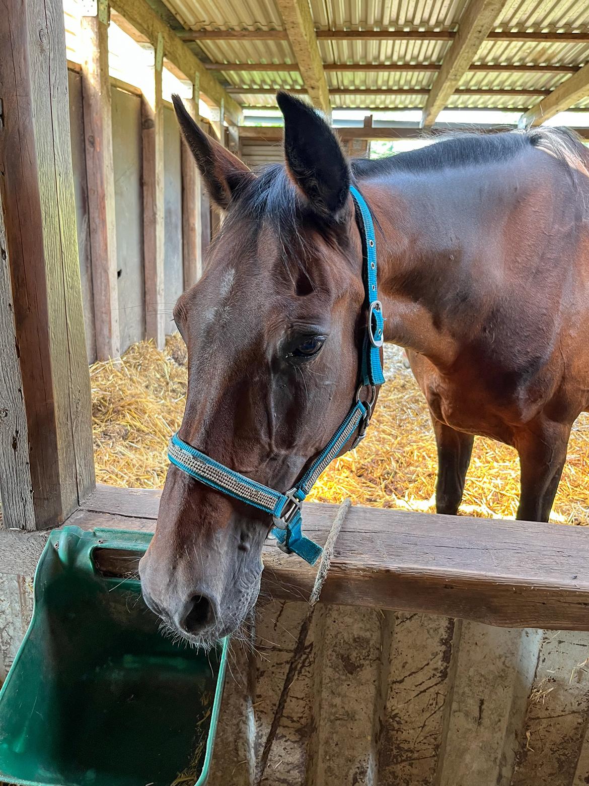 Traver Pigga billede 3