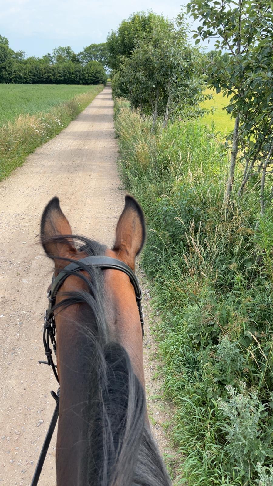 Traver Pigga billede 8