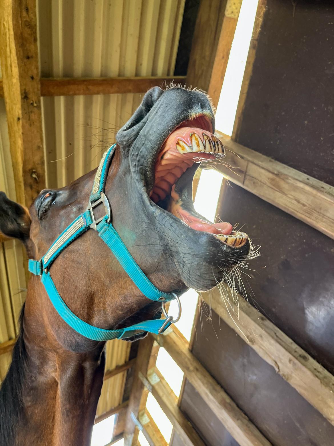 Traver Pigga billede 9