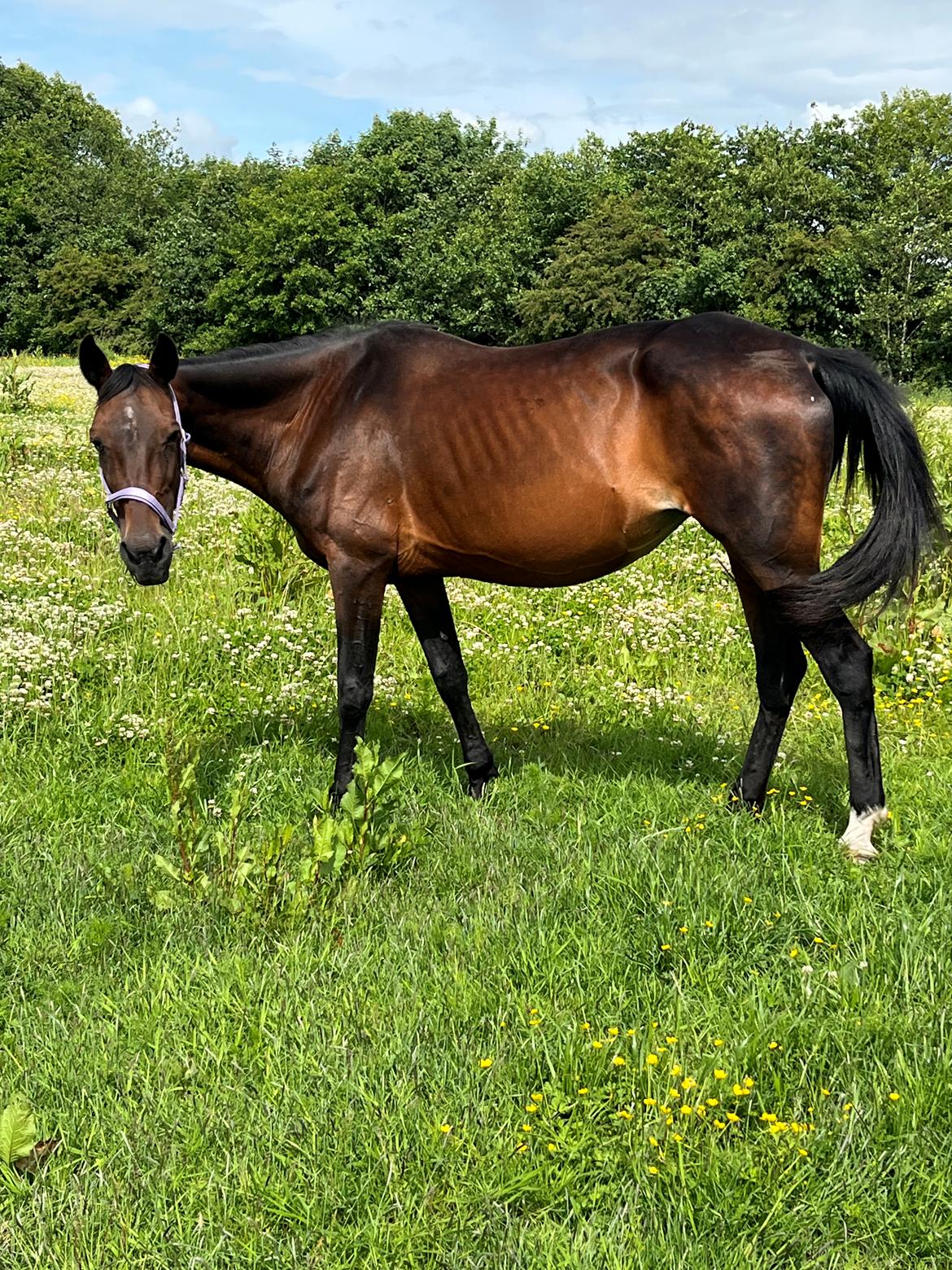 Traver Pigga billede 12