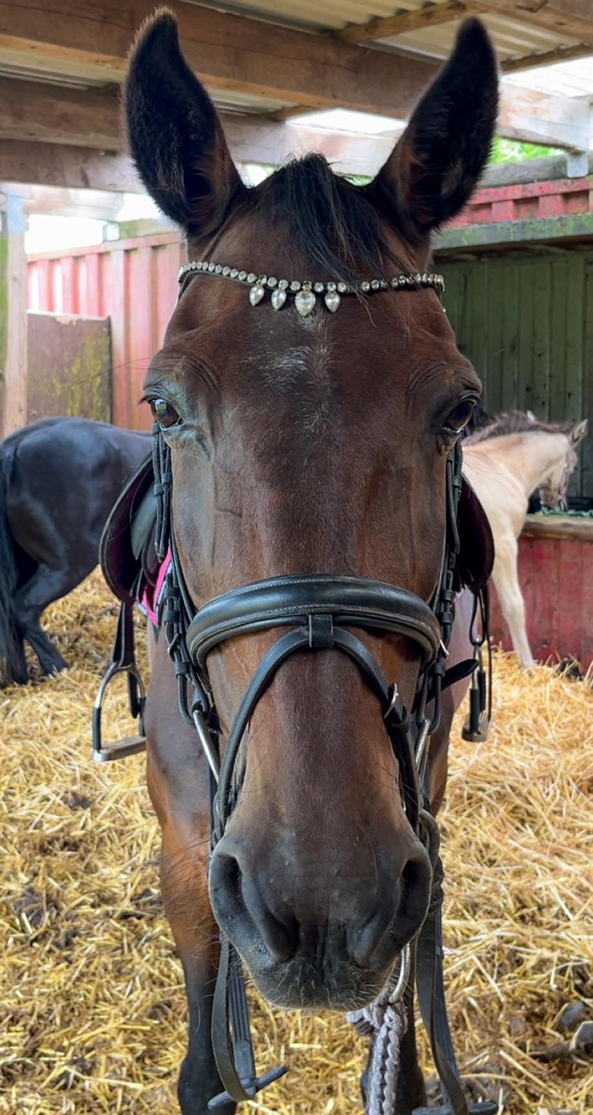 Traver Pigga billede 15