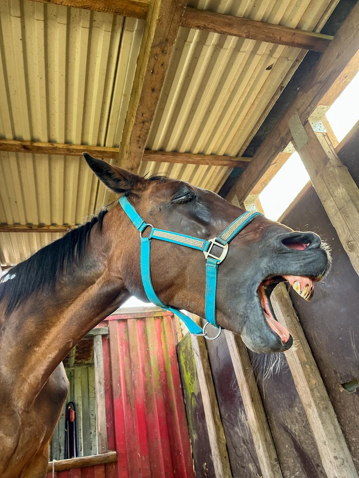 Traver Pigga billede 14