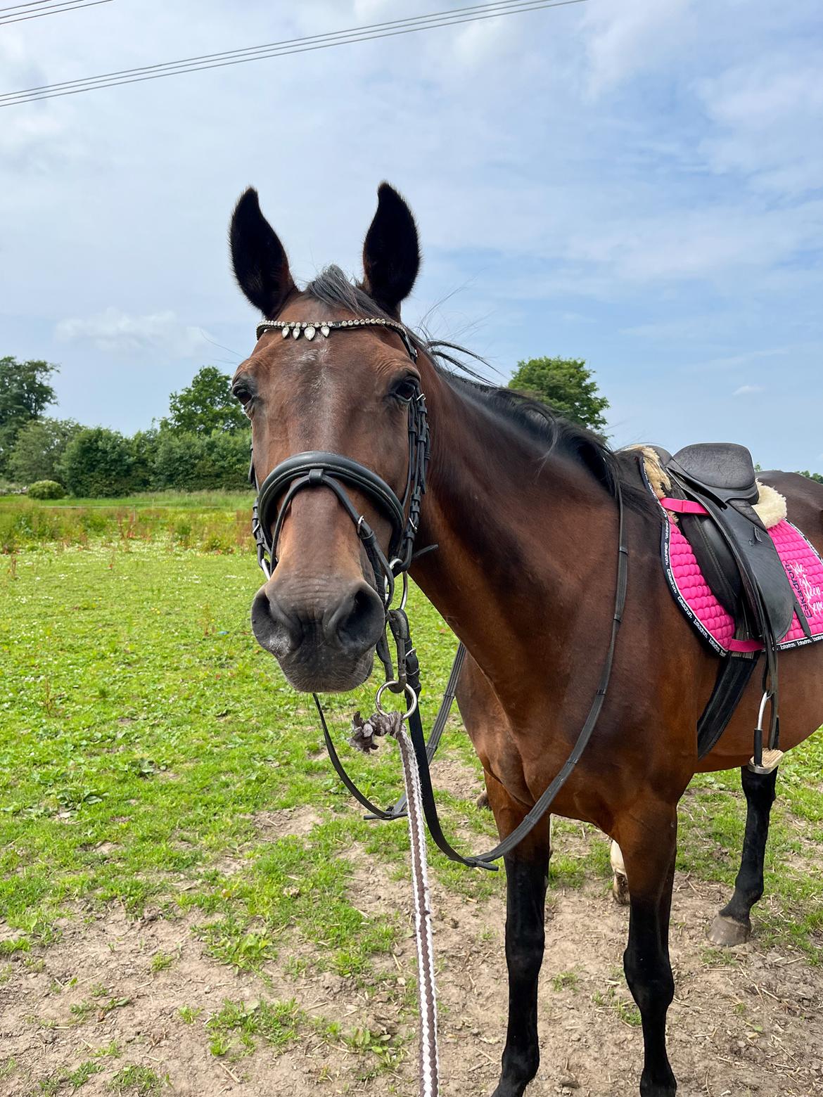 Traver Pigga billede 16