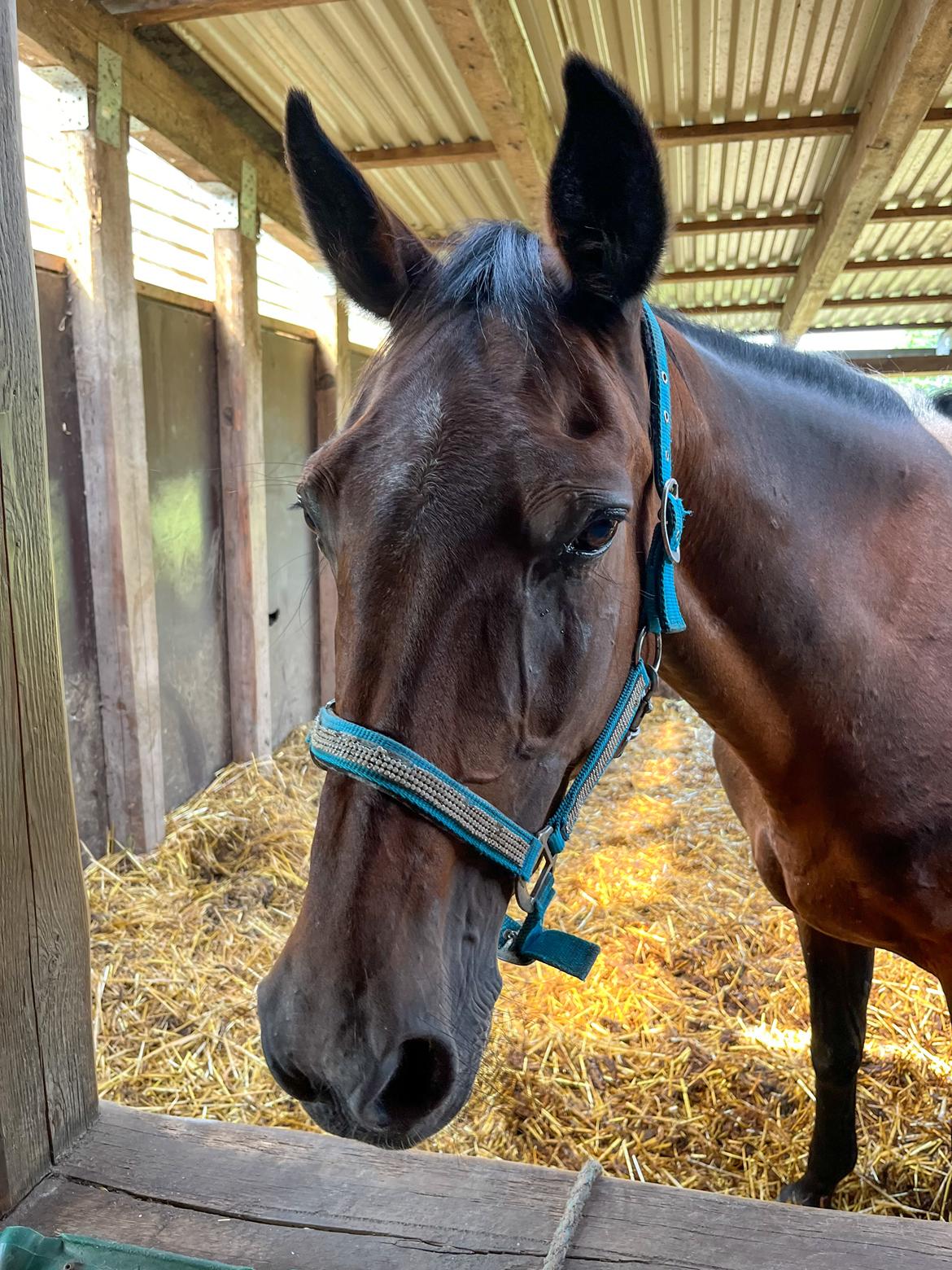 Traver Pigga billede 17