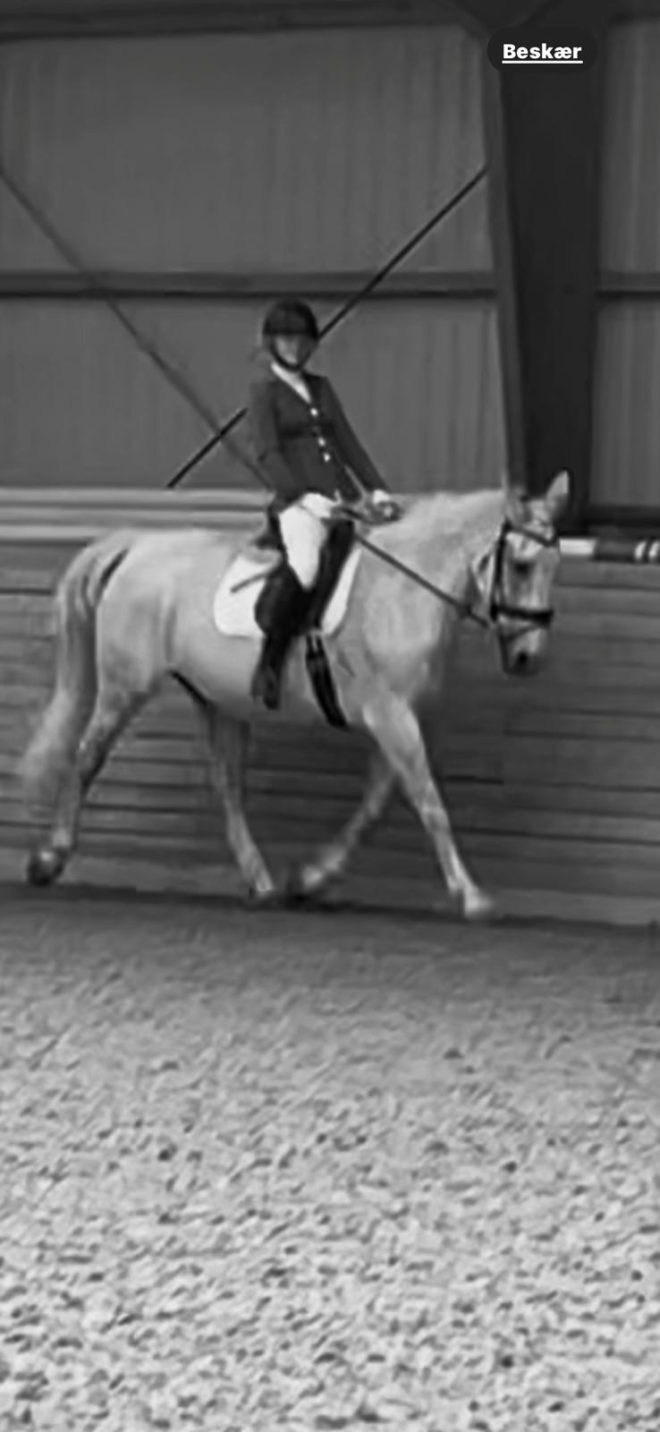 Oldenborg Brommehusets Olivia  billede 1