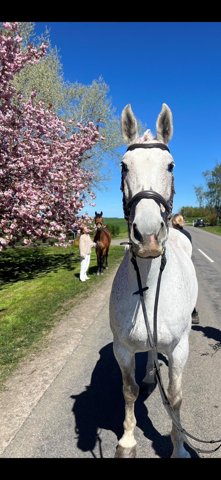 Oldenborg Brommehusets Olivia  billede 5