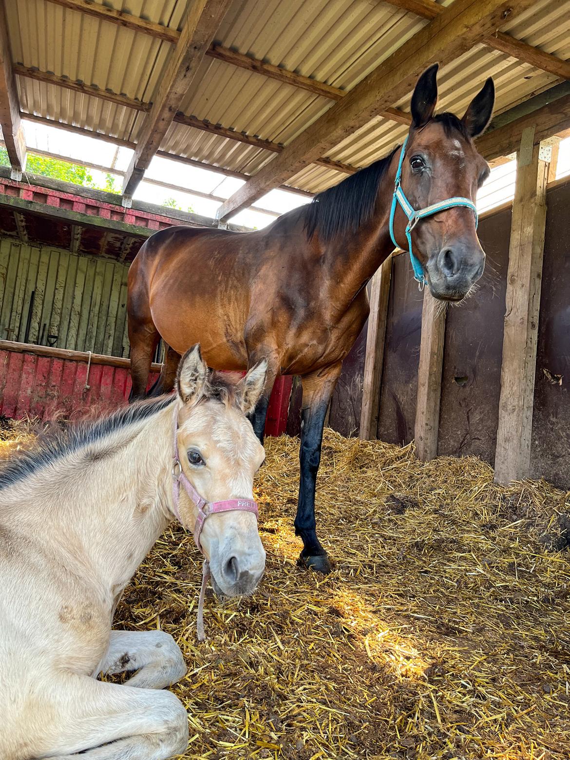 Anden særlig race Luna billede 4