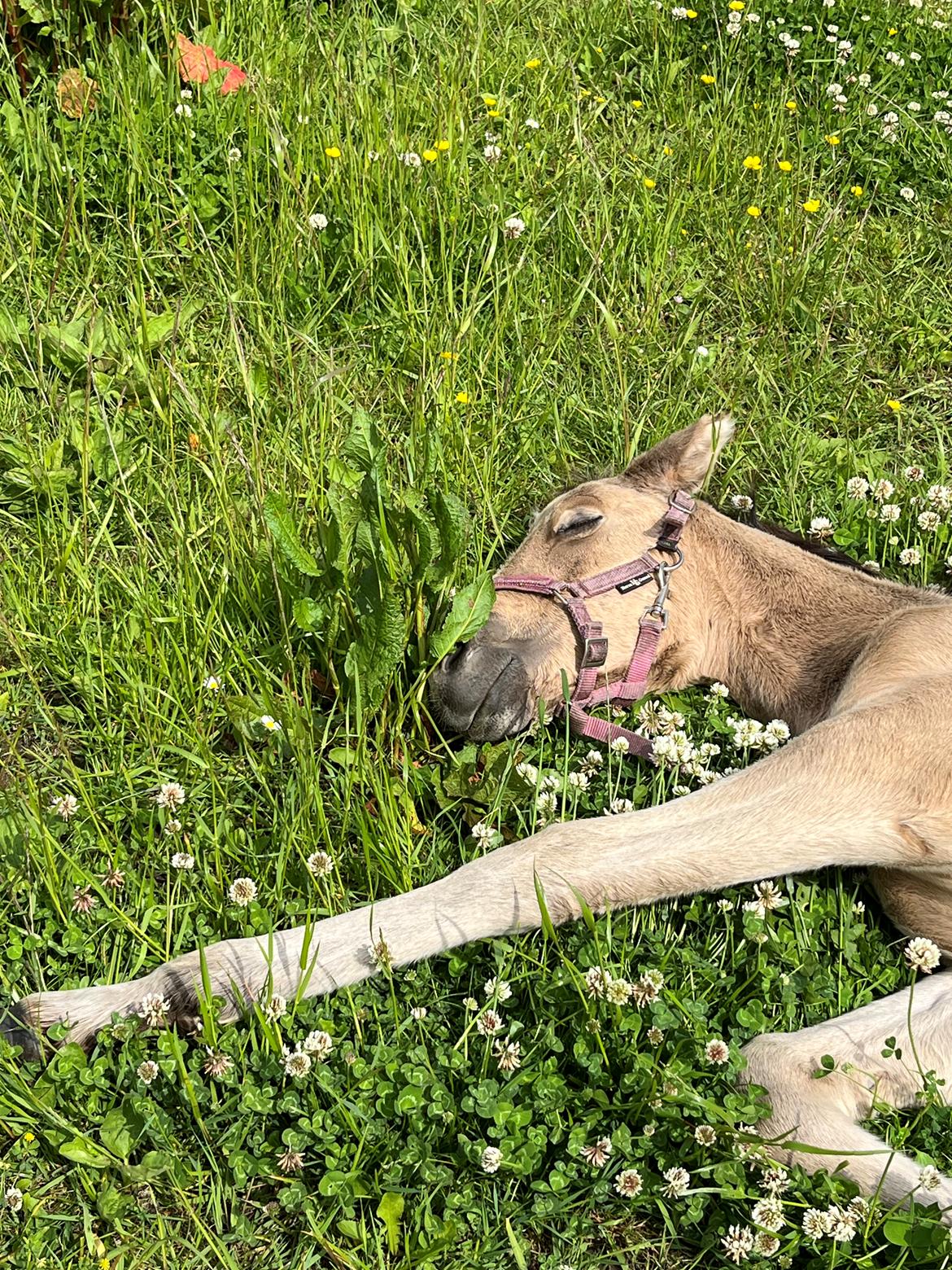 Anden særlig race Luna billede 7