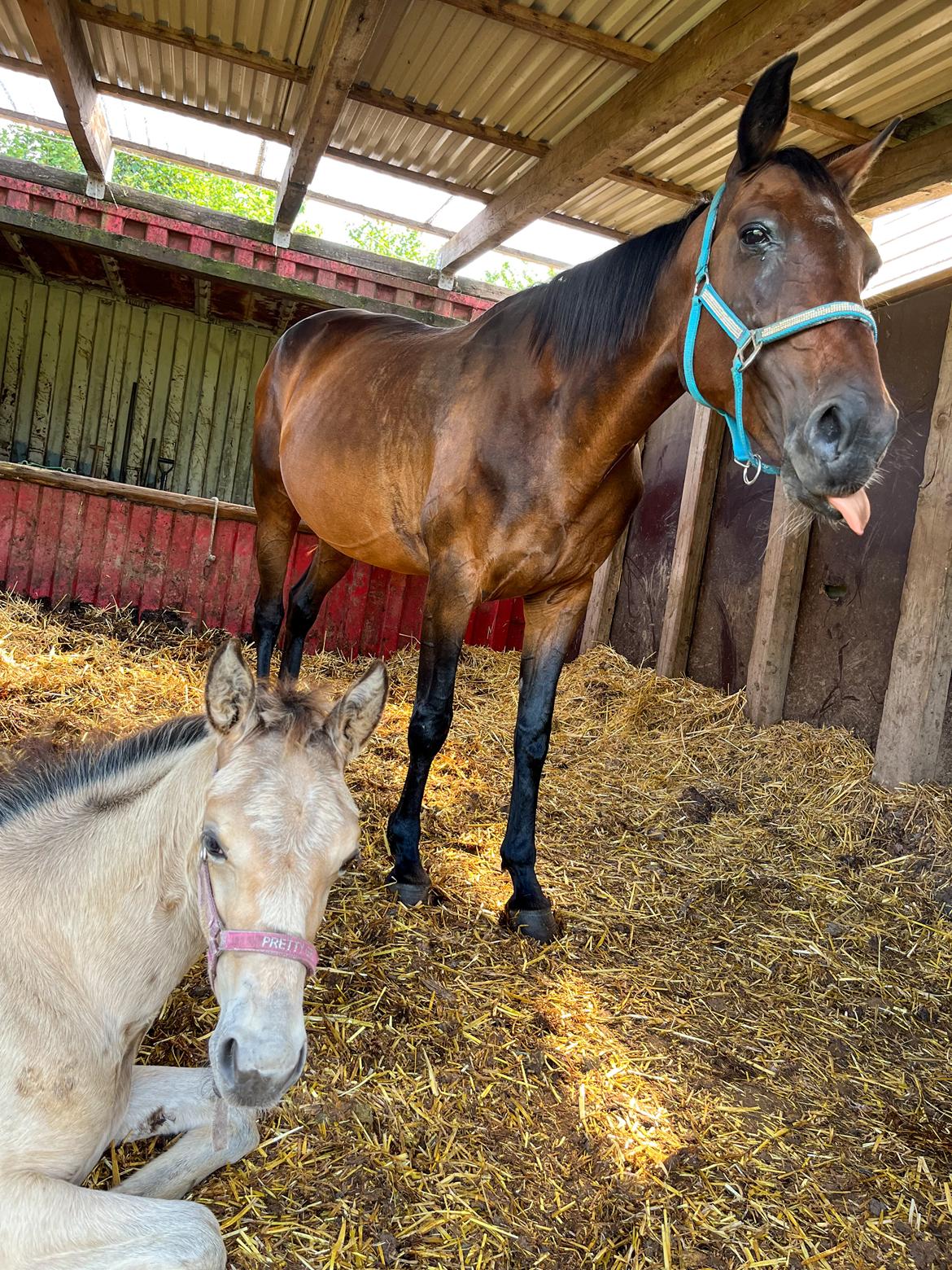 Anden særlig race Luna billede 8