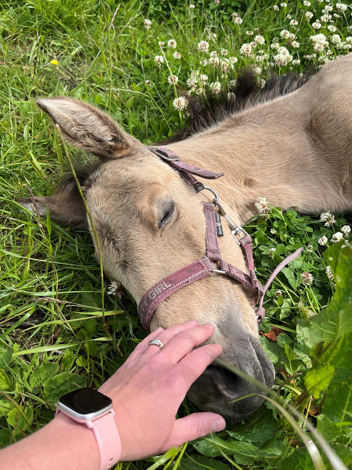 Anden særlig race Luna billede 10