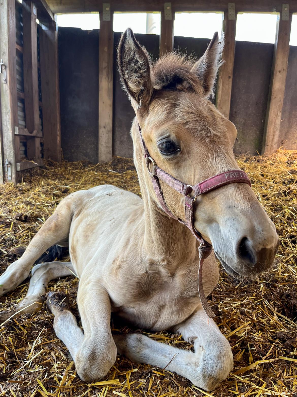 Anden særlig race Luna billede 11