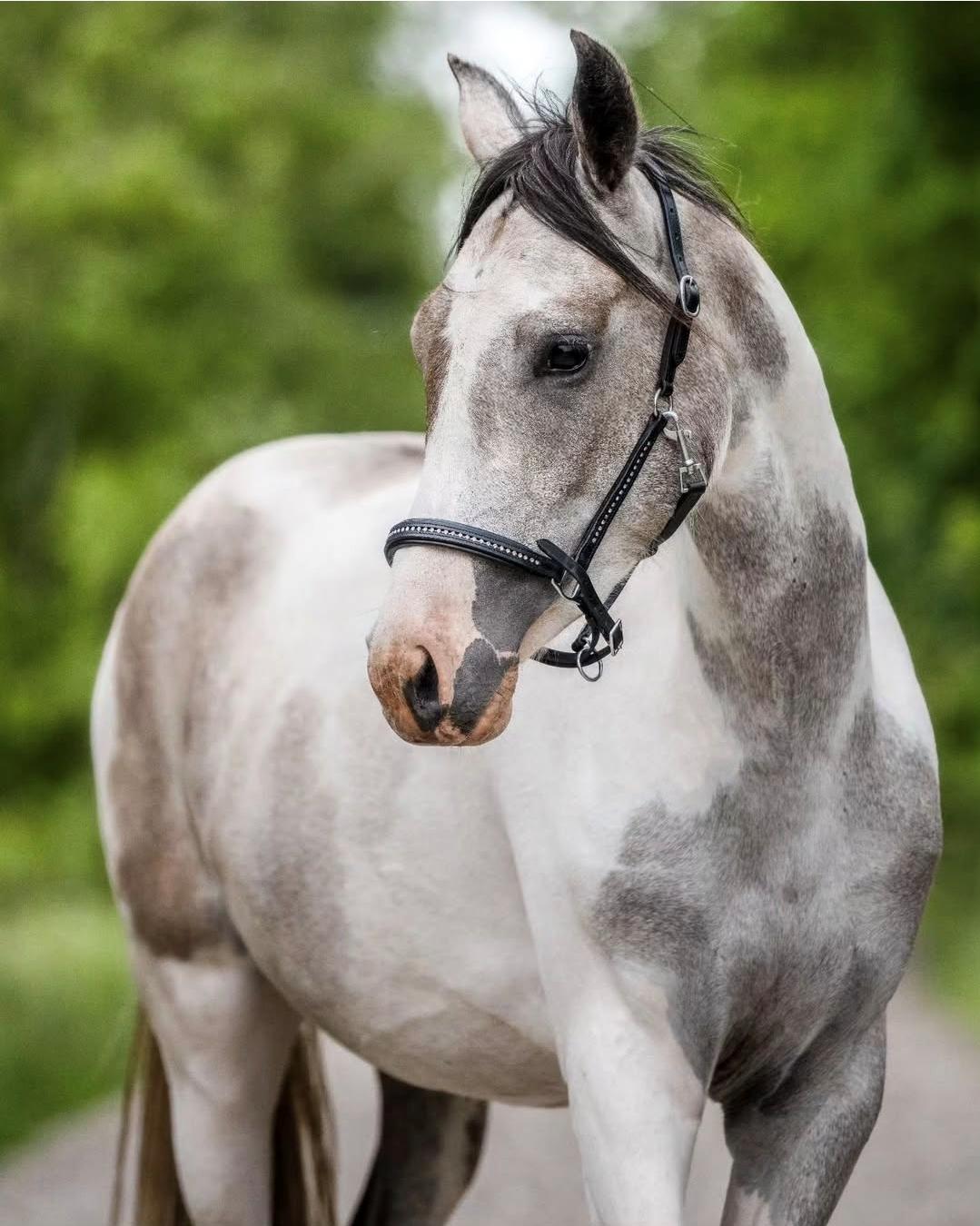 Pinto Araber Grønvangs High Hopes | Hugo | [Lånte] billede 1