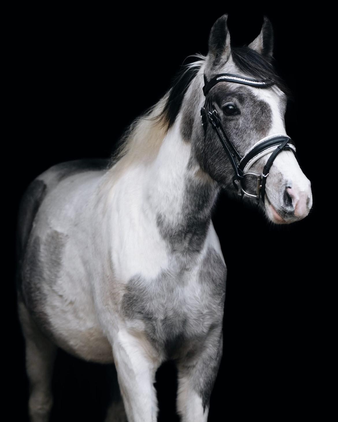 Pinto Araber Grønvangs High Hopes | Hugo | [Lånte] billede 3