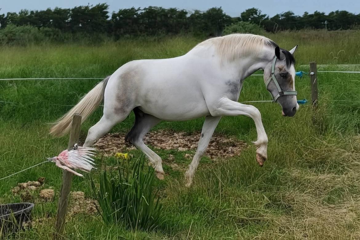 Pinto Araber Grønvangs High Hopes | Hugo | [Lånte] billede 4