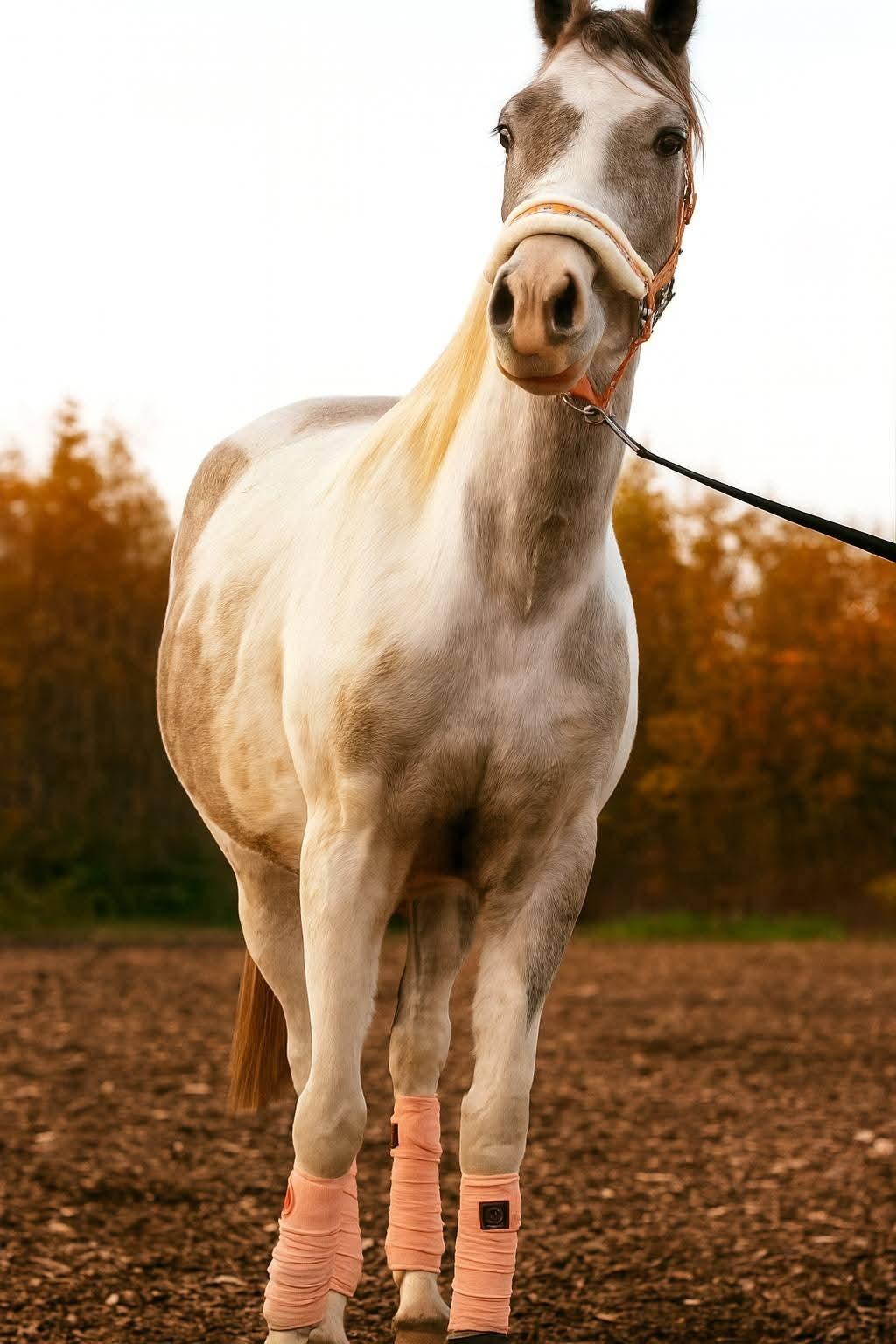 Pinto Araber Grønvangs High Hopes | Hugo | [Lånte] billede 5