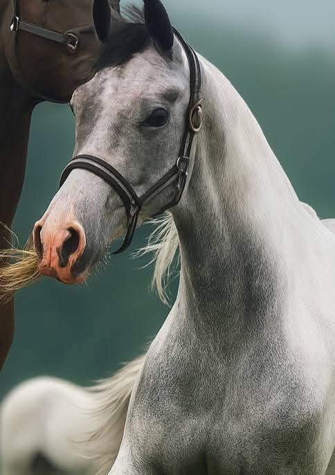 Pinto Araber Grønvangs High Hopes | Hugo | [Lånte] billede 6