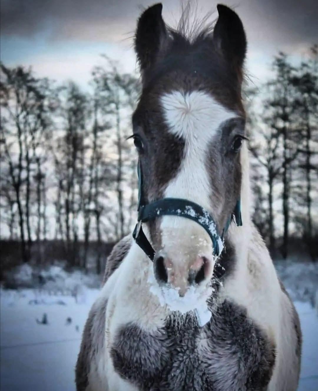 Pinto Araber Grønvangs High Hopes | Hugo | [Lånte] billede 7
