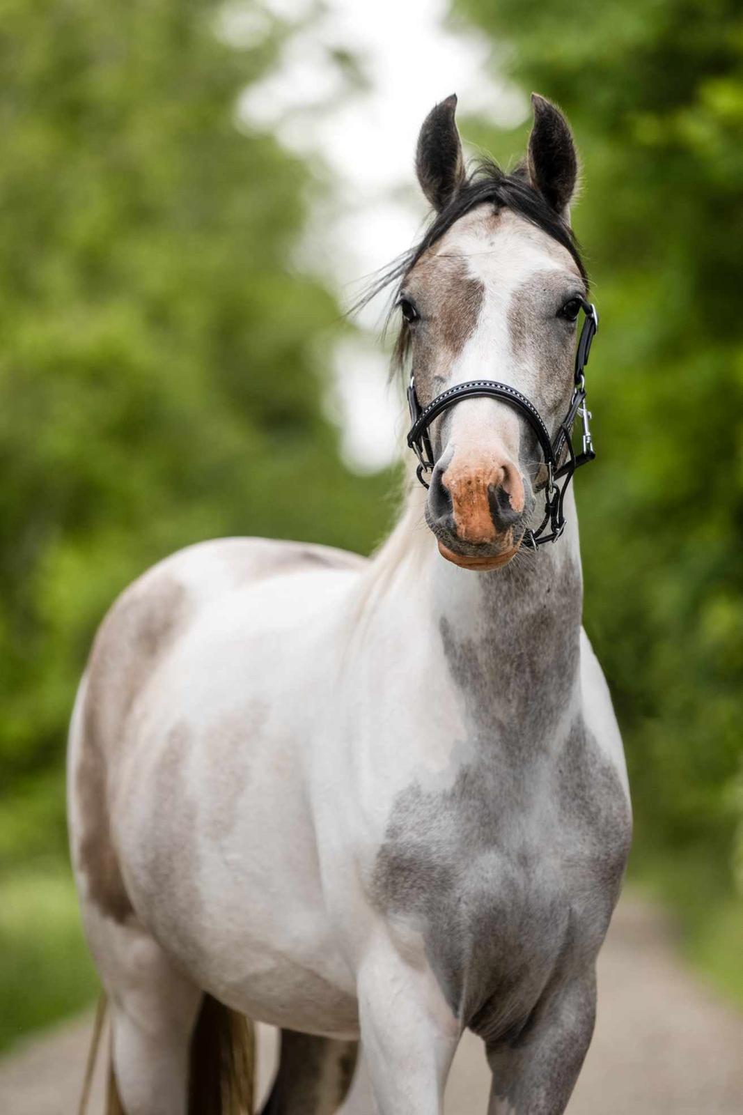 Pinto Araber Grønvangs High Hopes | Hugo | [Lånte] billede 9