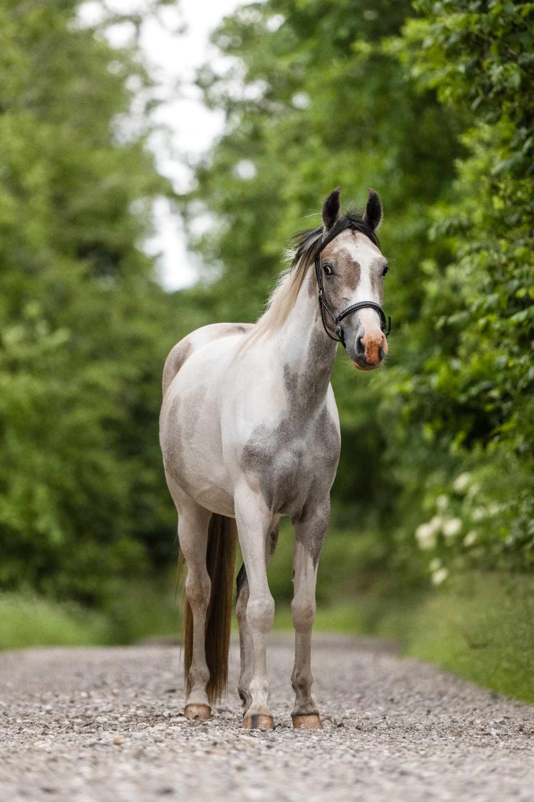 Pinto Araber Grønvangs High Hopes | Hugo | [Lånte] billede 10