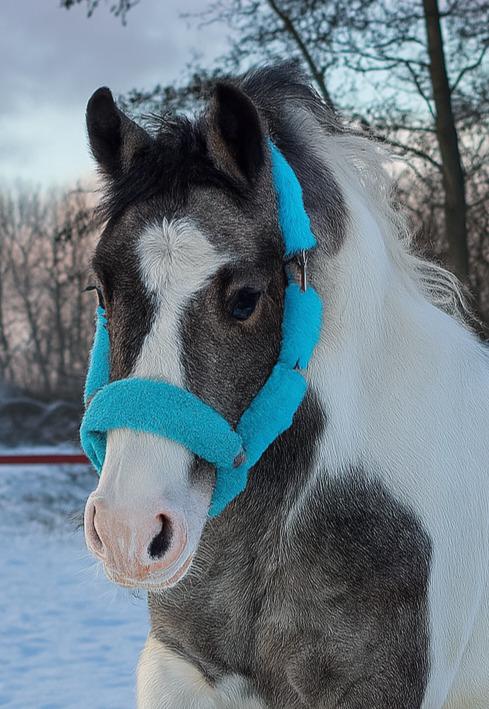 Pinto Araber Grønvangs High Hopes | Hugo | [Lånte] billede 11