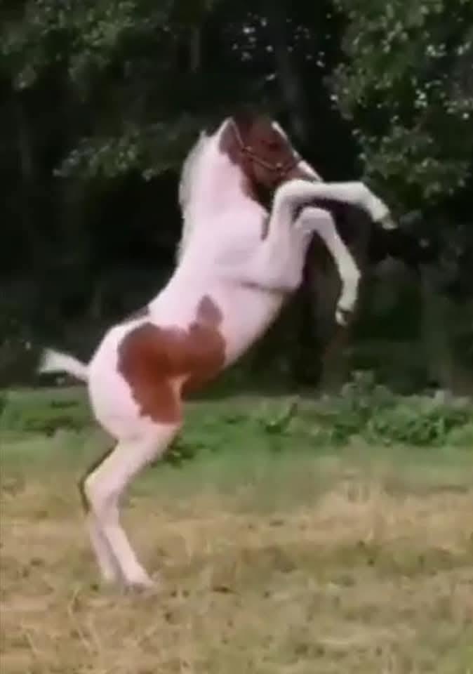 Pinto Araber Grønvangs High Hopes | Hugo | [Lånte] billede 8