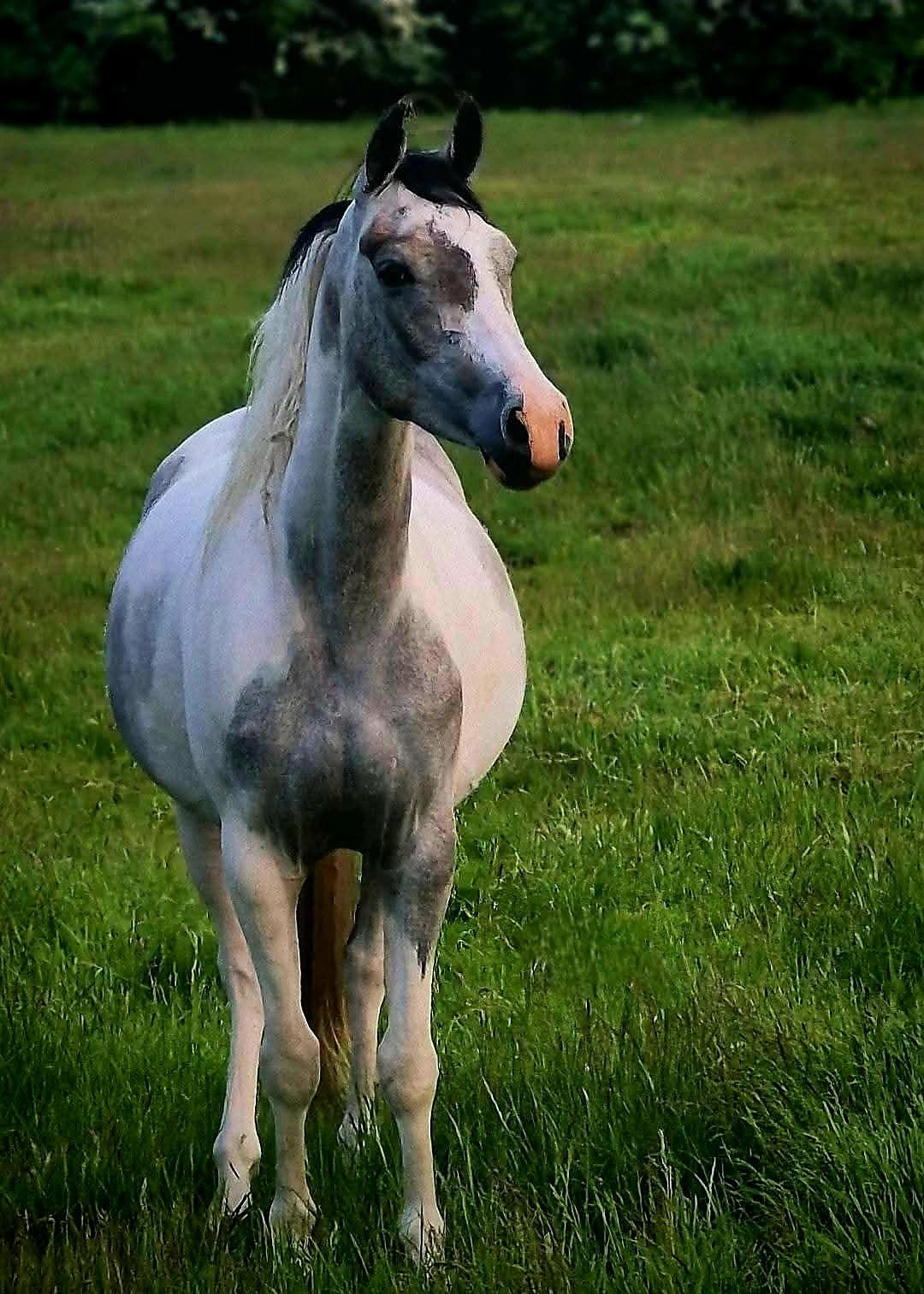 Pinto Araber Grønvangs High Hopes | Hugo | [Lånte] billede 12