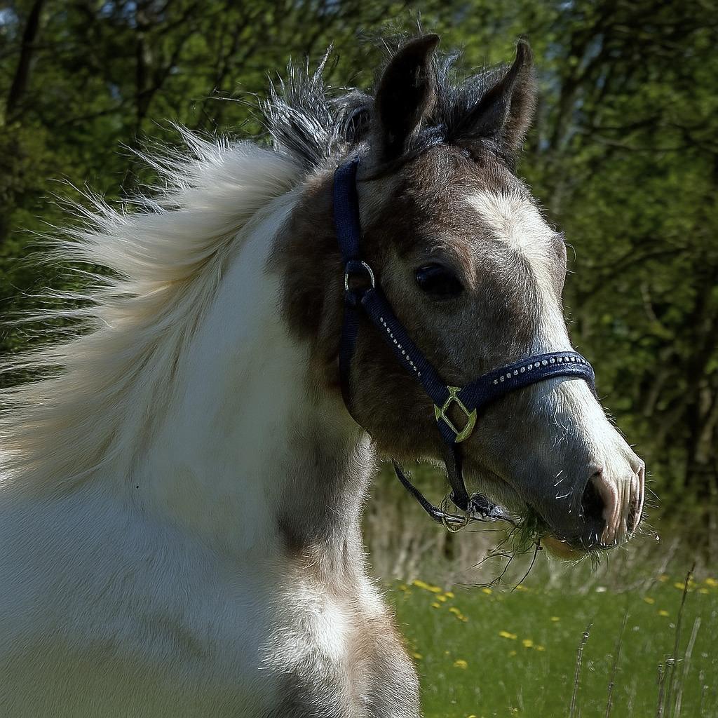 Pinto Araber Grønvangs High Hopes | Hugo | [Lånte] billede 13
